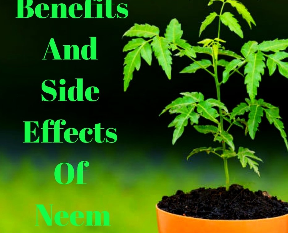  neem leaves Side Effects