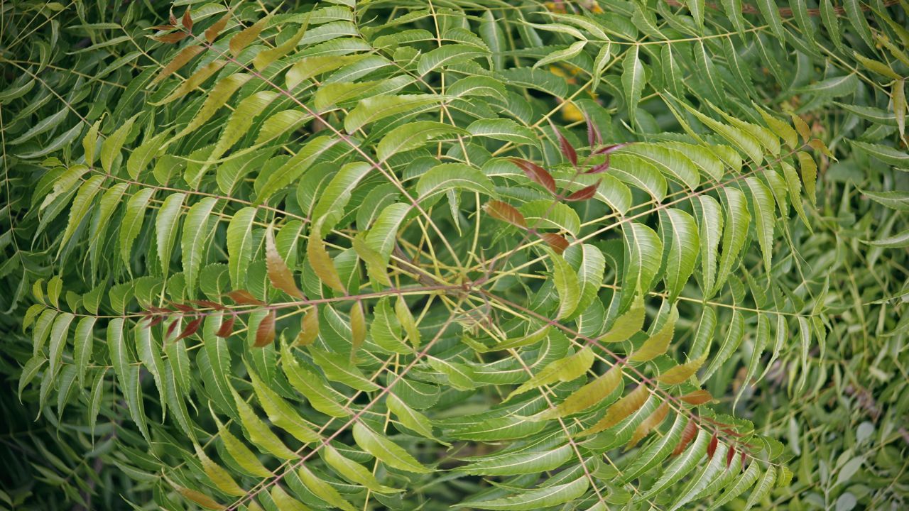 neem leaves