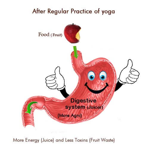 Improves Digestion