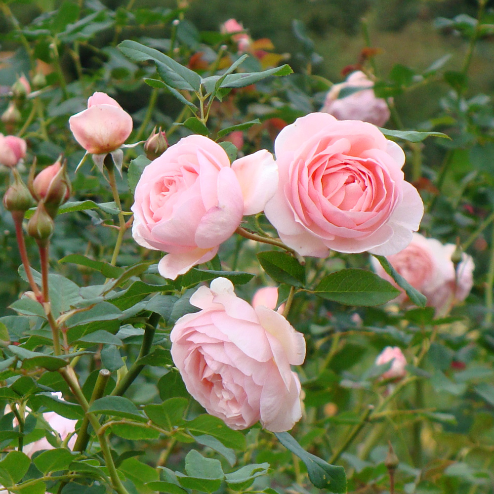 Ambridge Rose