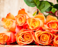 orange rose