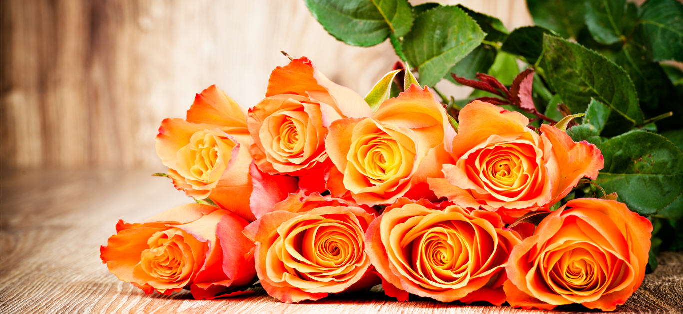 orange rose